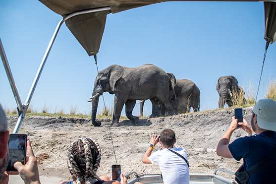 An image containing animals